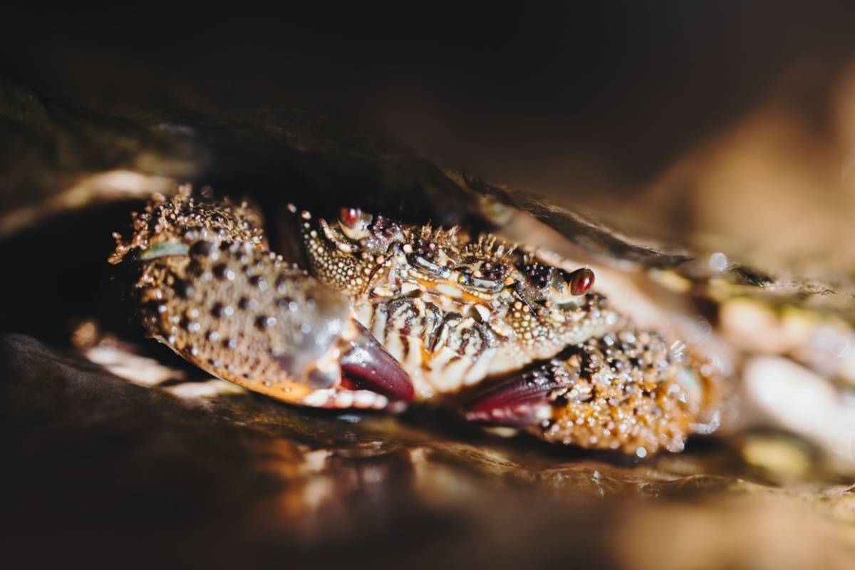 Macro shot of a stone crab | Skylum Blog