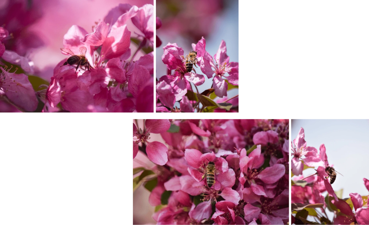Continuous macro shooting | Skylum Blog