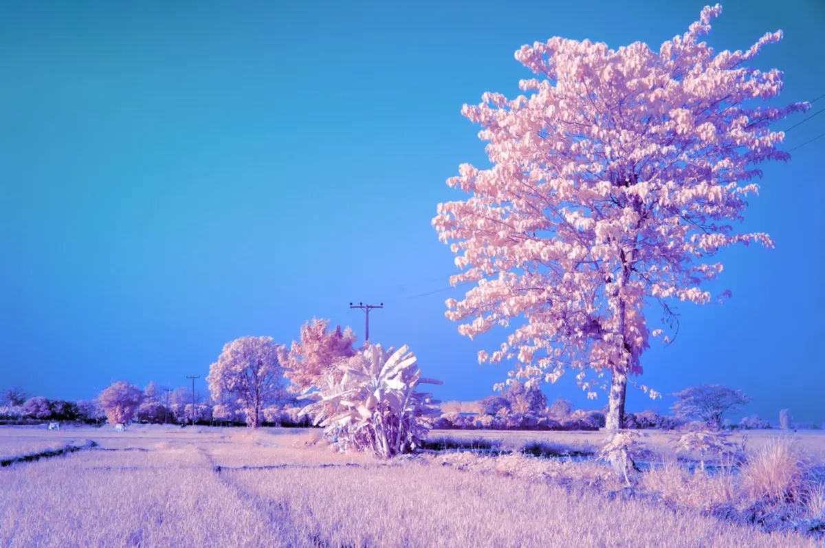 Infrared photography of nature| Skylum Blog