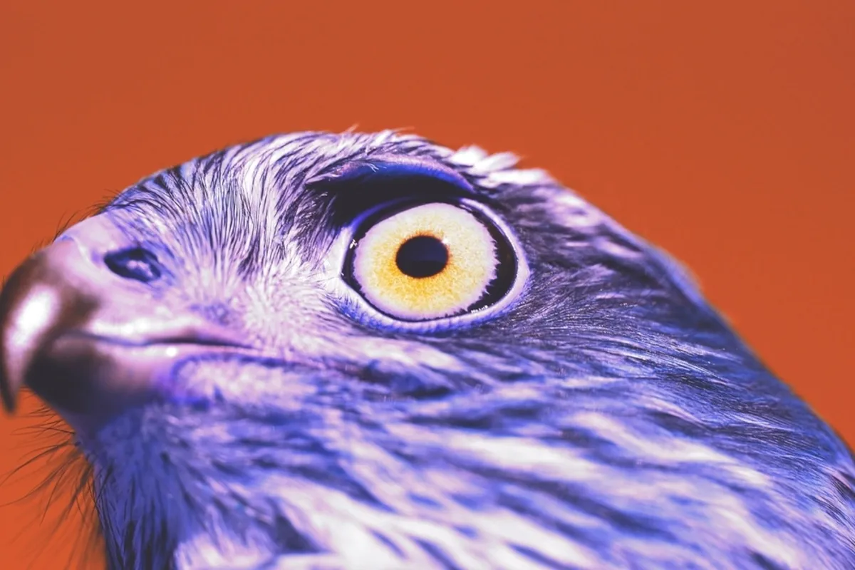 Infrared photo of a bird| Skylum Blog