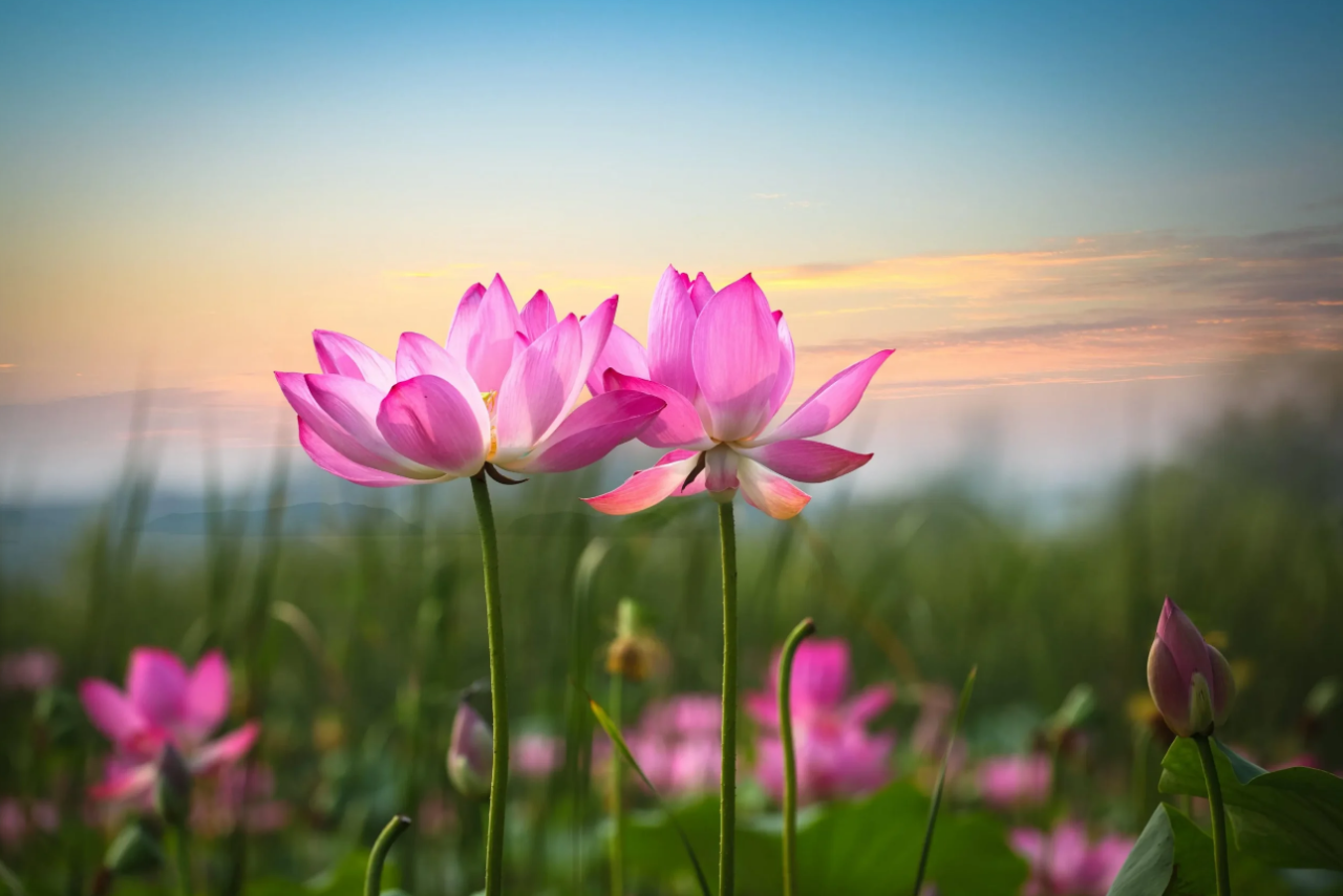 Flowers