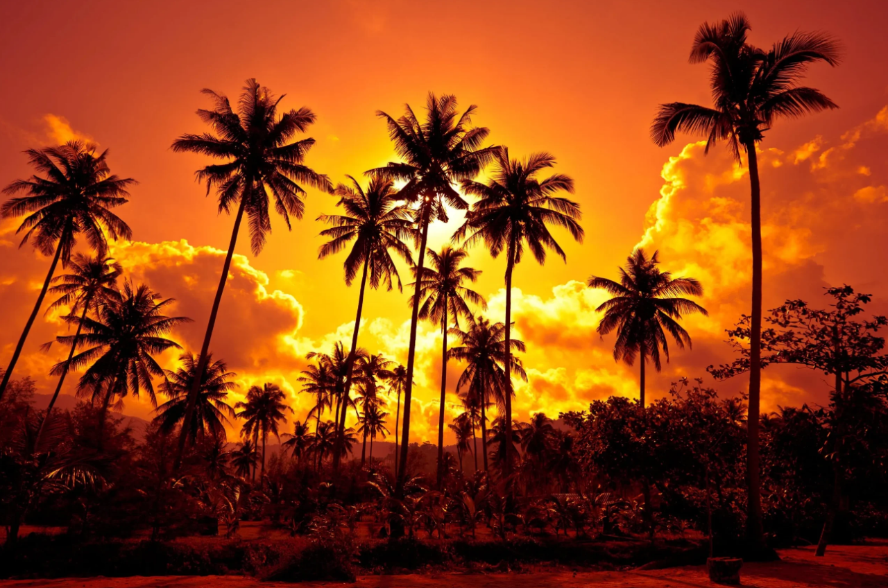 Sunset Silhouette
