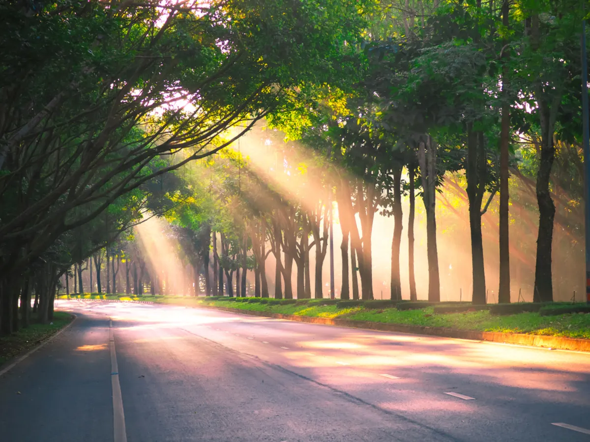 Morning rays of the sun in the fog | Skylum Blog