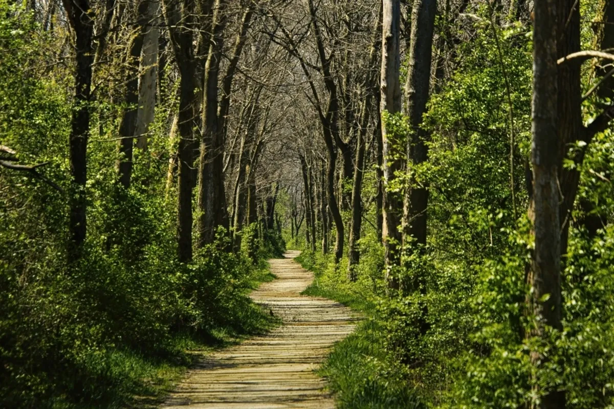 A path in the forest | Skylum Blog