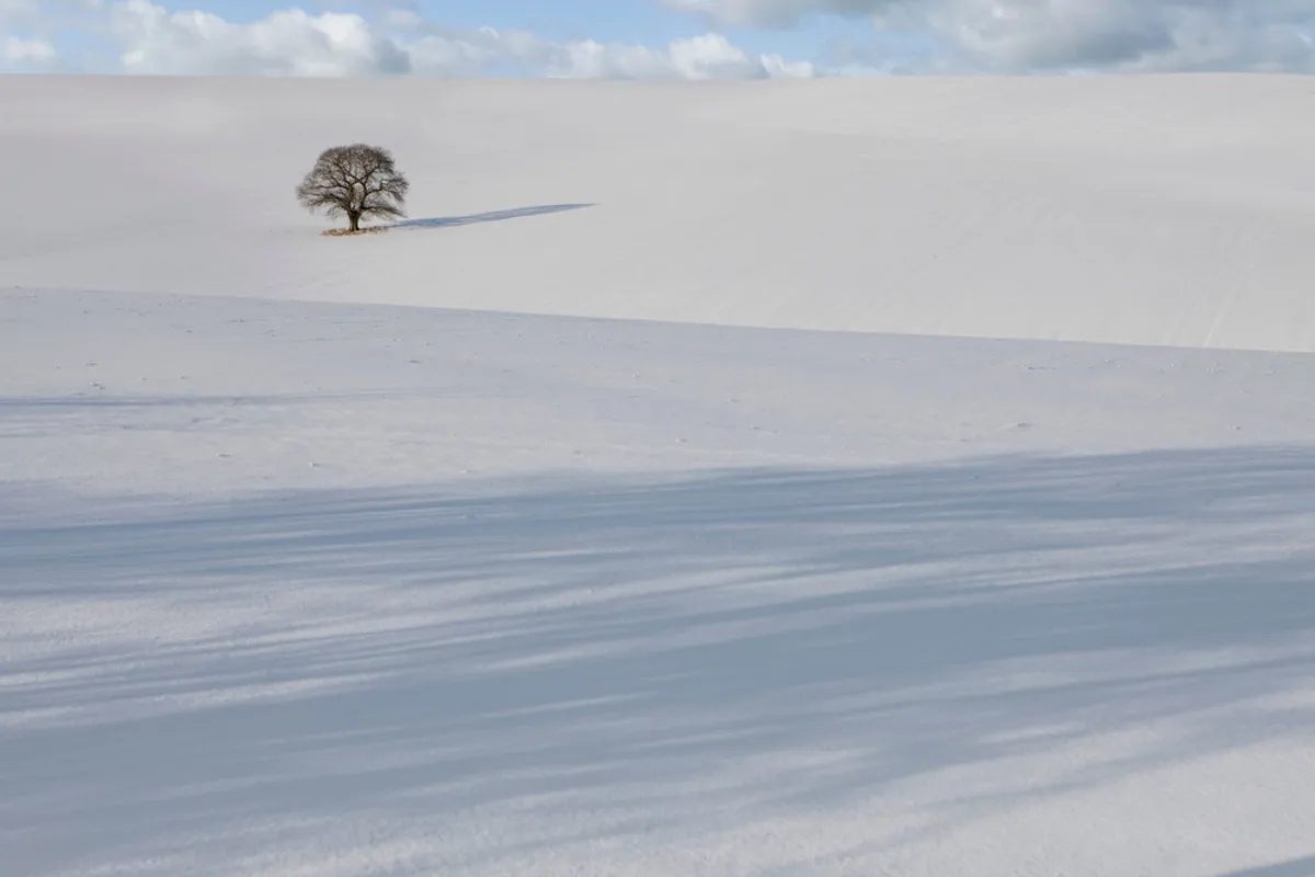 A lonely tree in the desert | Skylum Blog