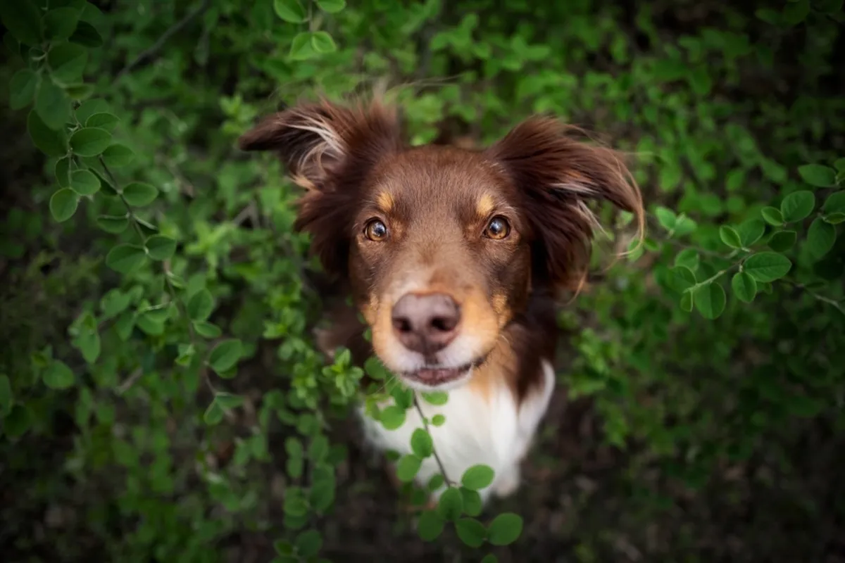 Dog in greenery with vignette effect | Skylum Blog