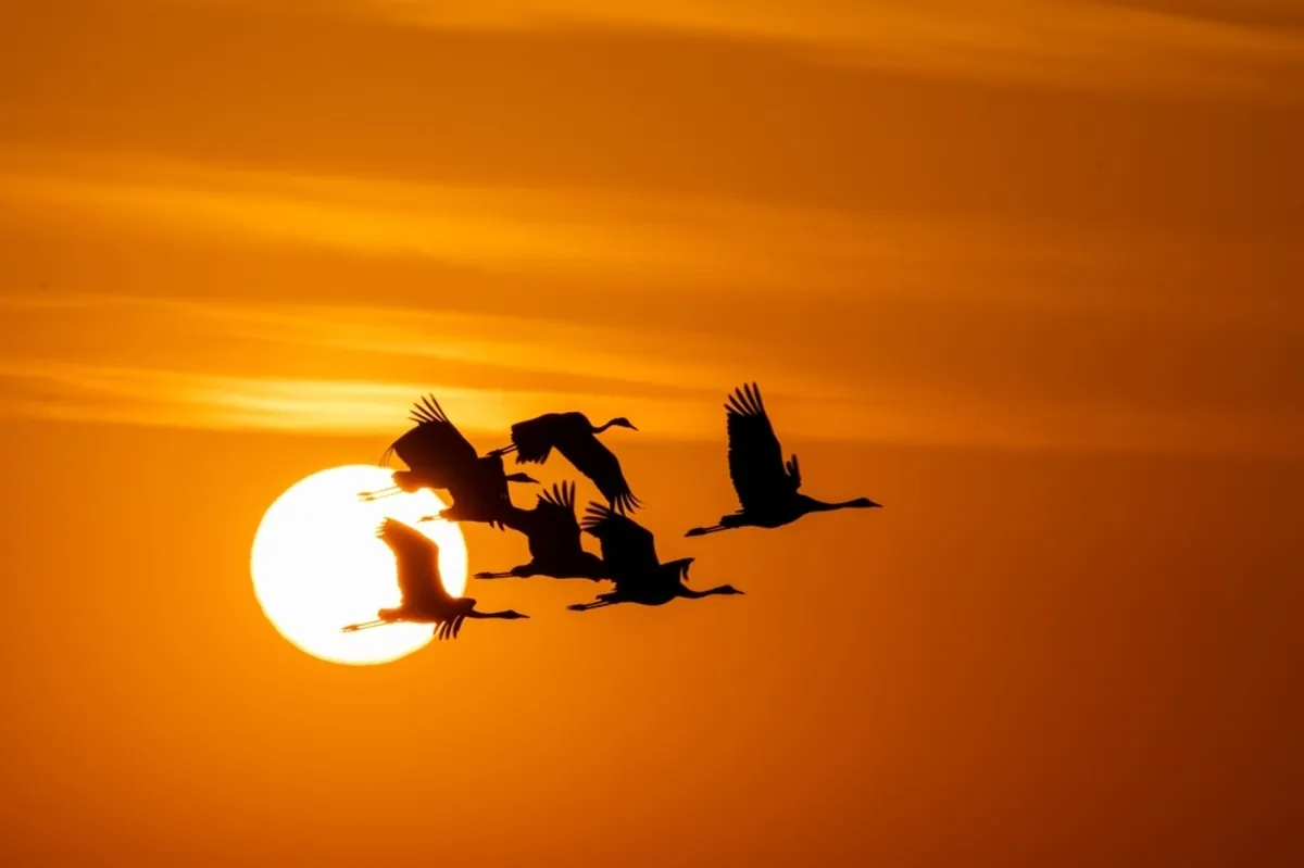 Birds flying away against the sunset | Skylum Blog