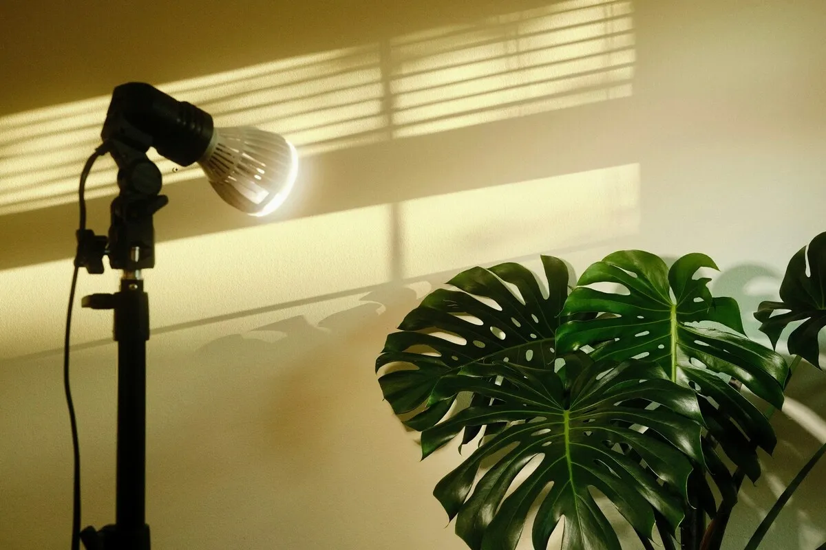 Photo of a flower with artificial light | Skylum Blog