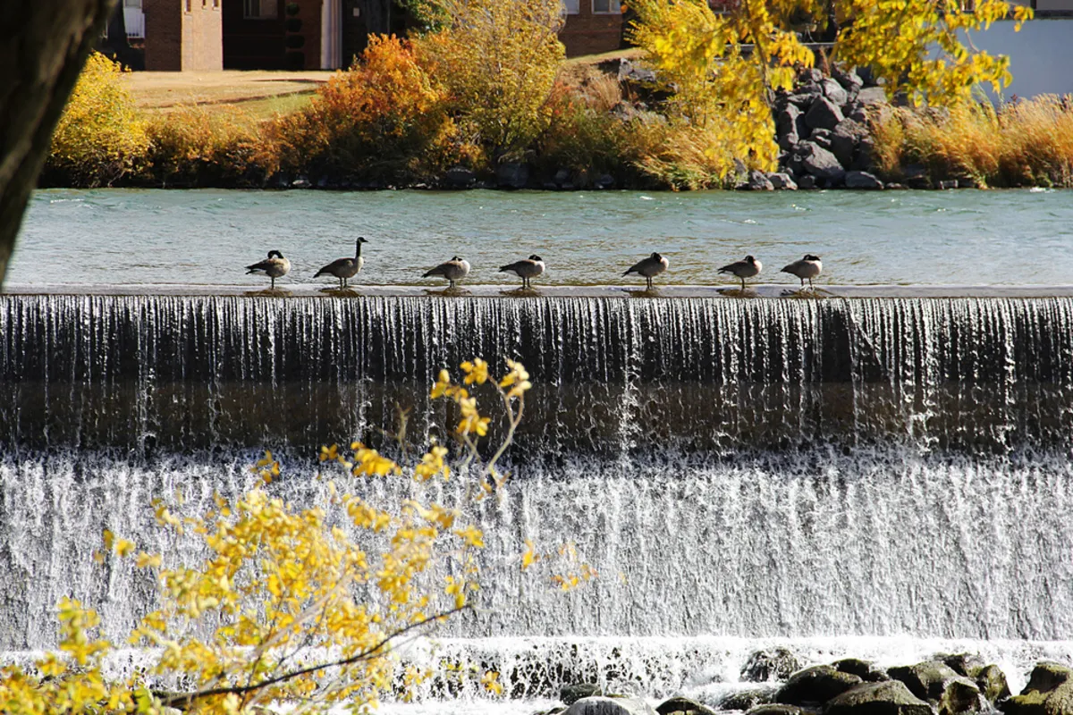  Seven birds on the water| Skylum Blog