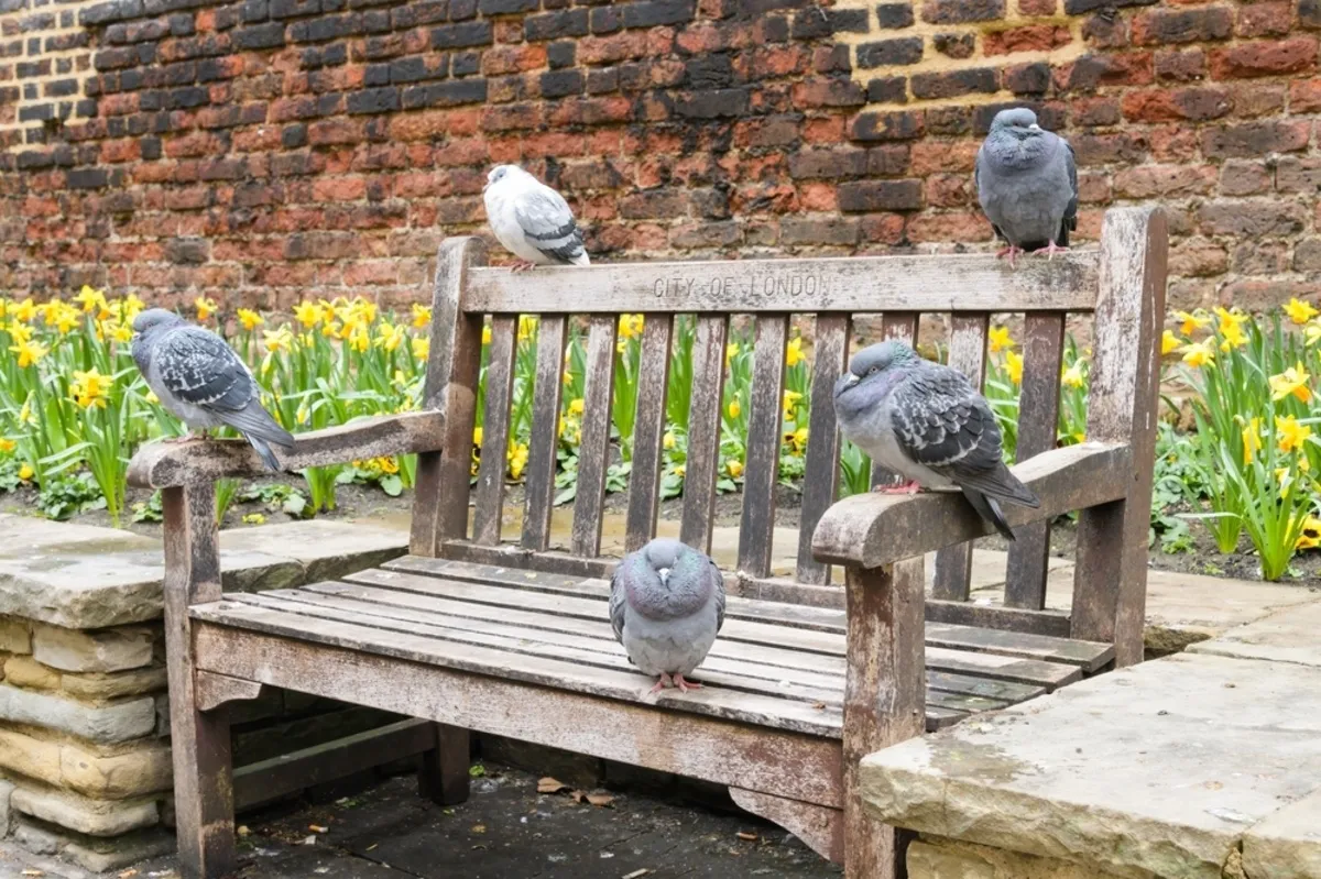  Sparrows on a bench| Skylum Blog