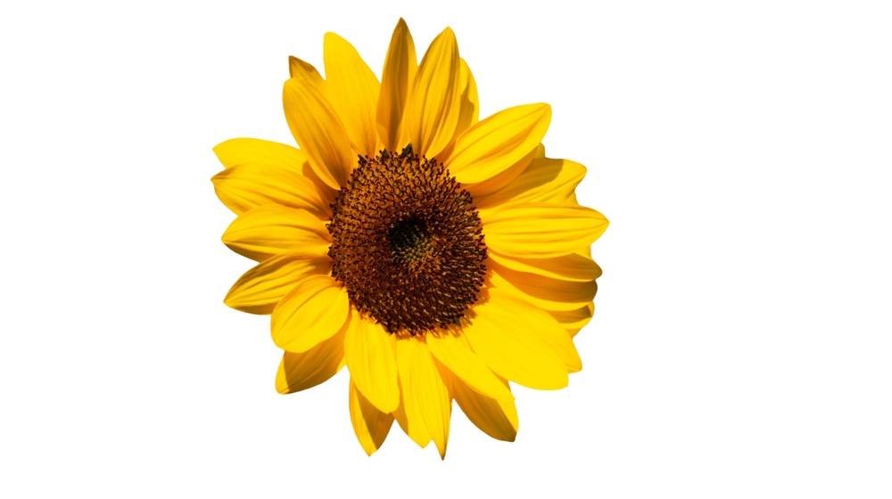 Sunflower on a white background | Skylum Blog

