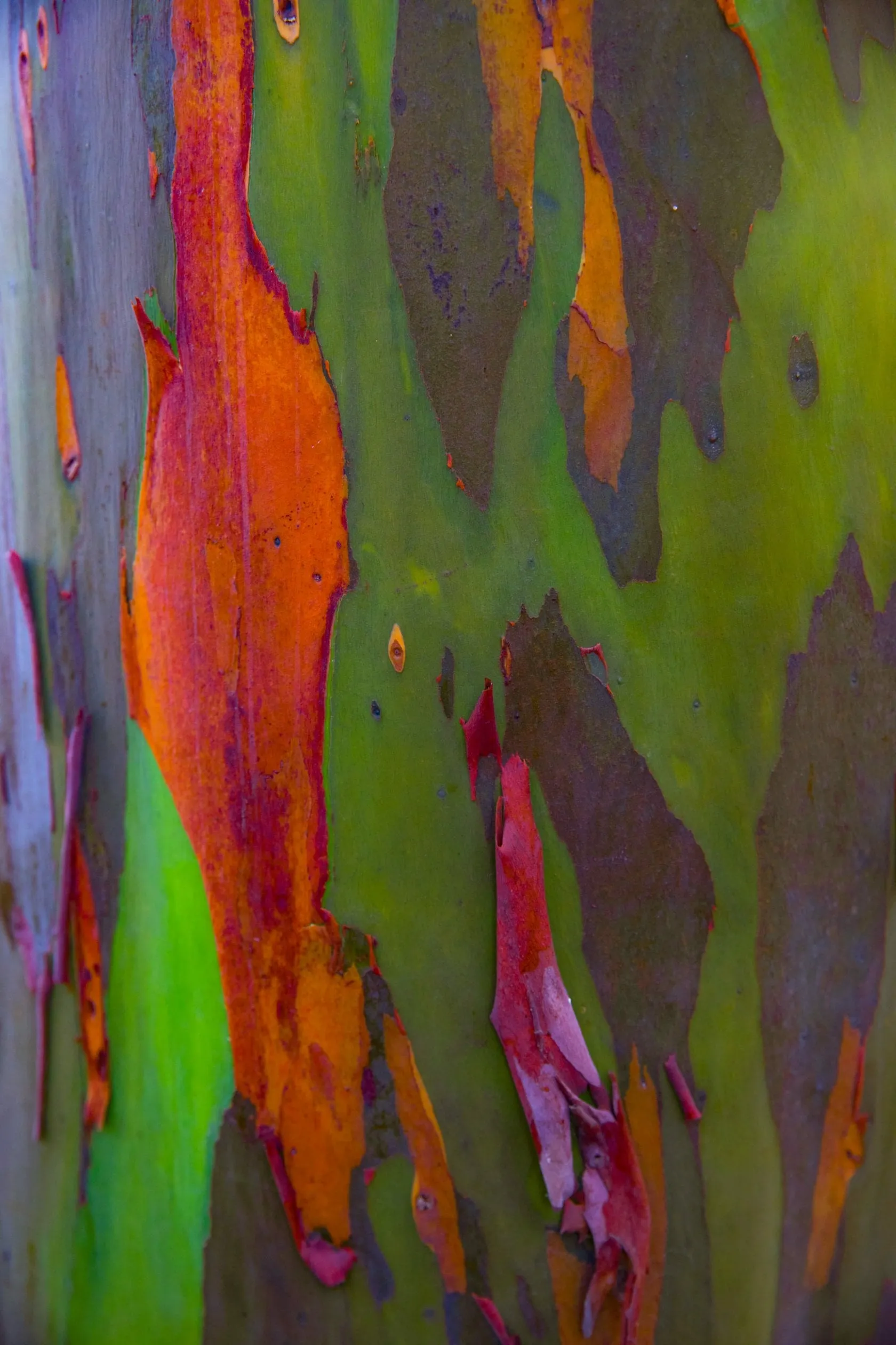 diy photo backdrop ideas | Skylum Blog