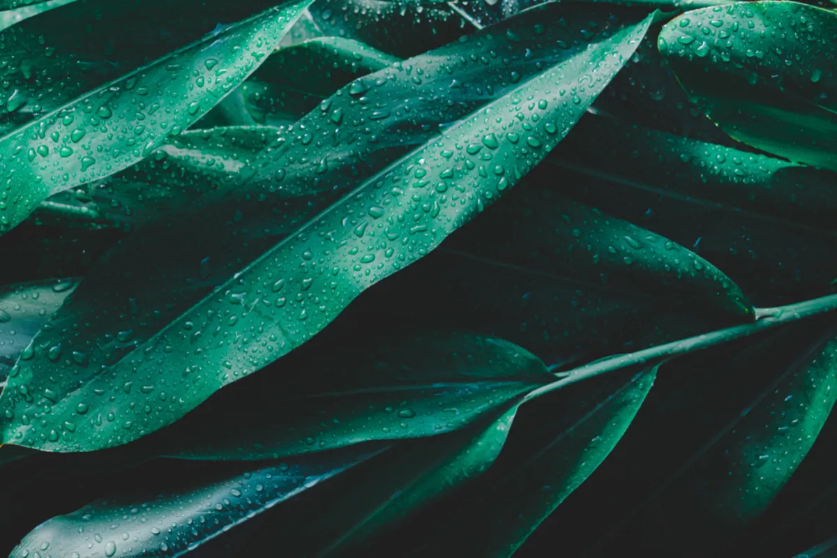 Framing and angles in botanical photography with deep green leaves