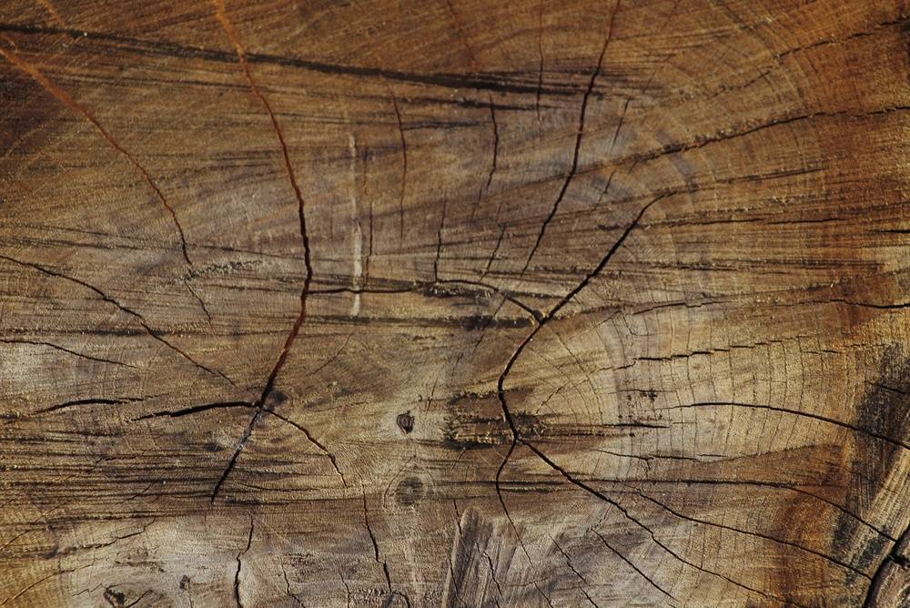 Close-up texture of a rustic wood surface | Skylum Blog


