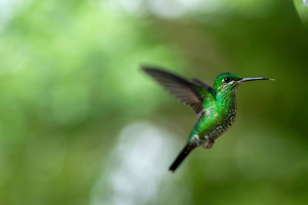 Hummingbird flying with a blurry green background | Skylum Blog

