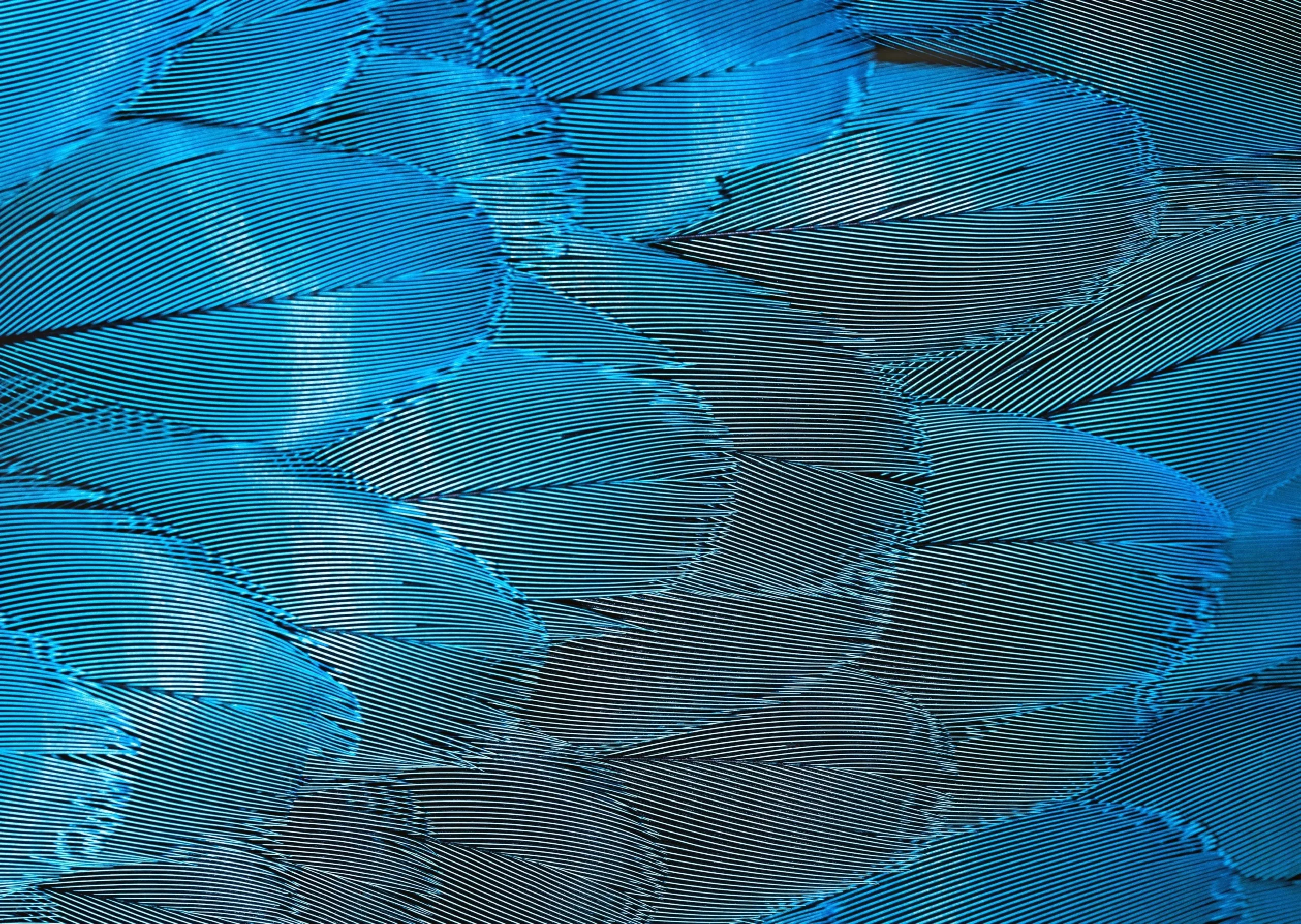 Esempio di motivo moiré I Skylum Blog