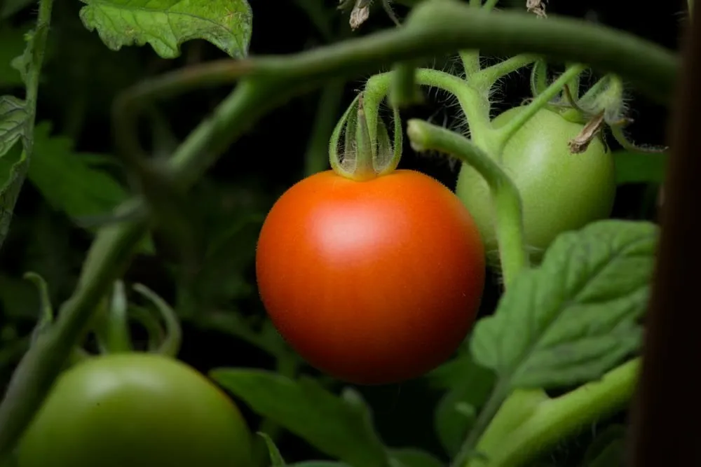 Zoom Shot (Telephoto Perspective)