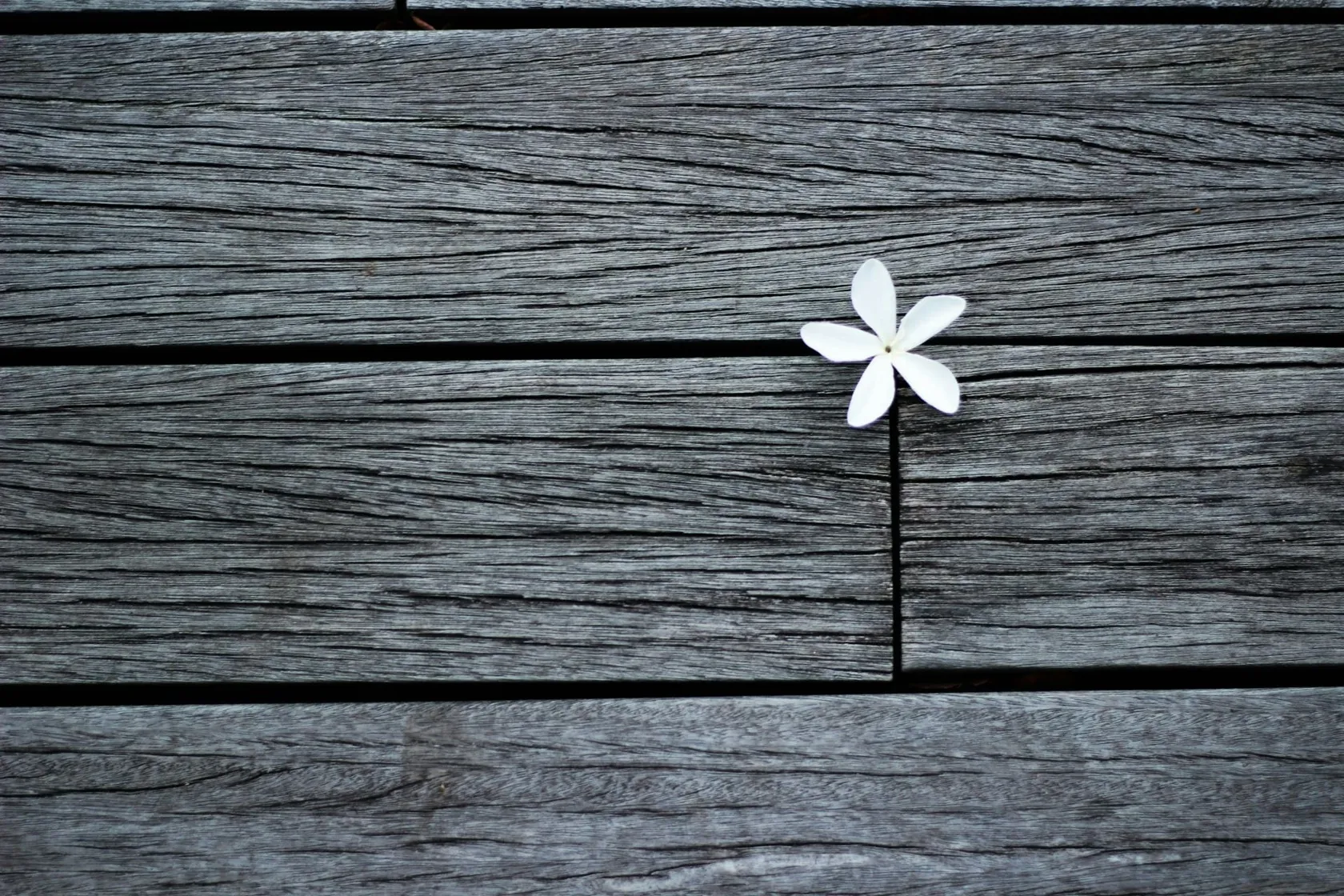 Flower Photographed Using the Rule of Thirds | Skylum Blog