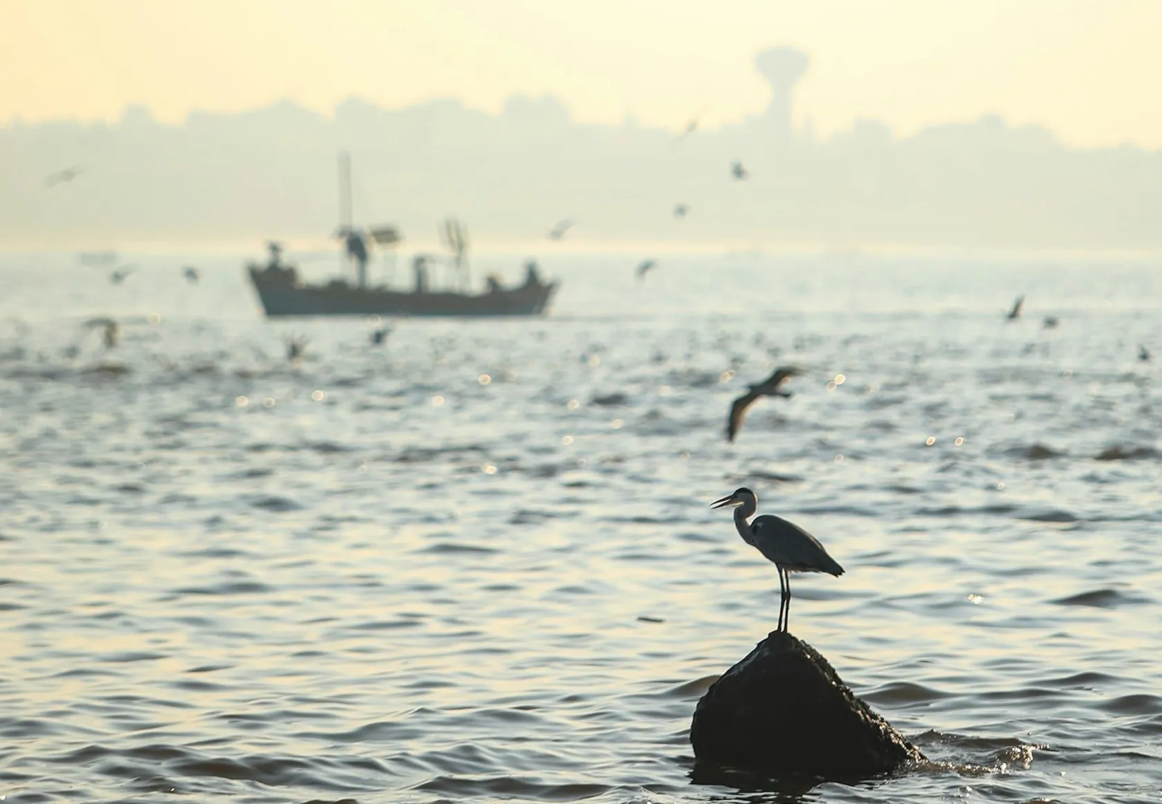 Photo of a Seagull on a Rock in the Middle of the Water | Skylum Blog