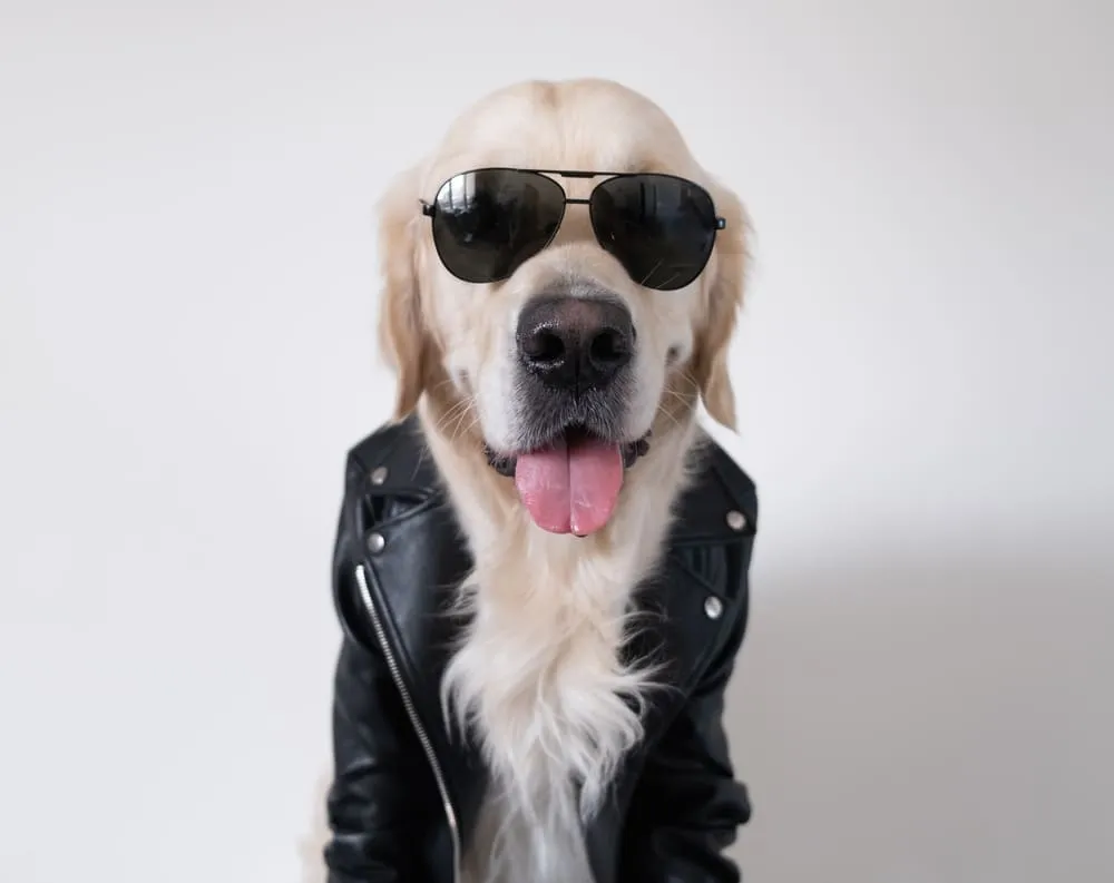 Labrador in a Leather Jacket and Sunglasses | Skylum Blog