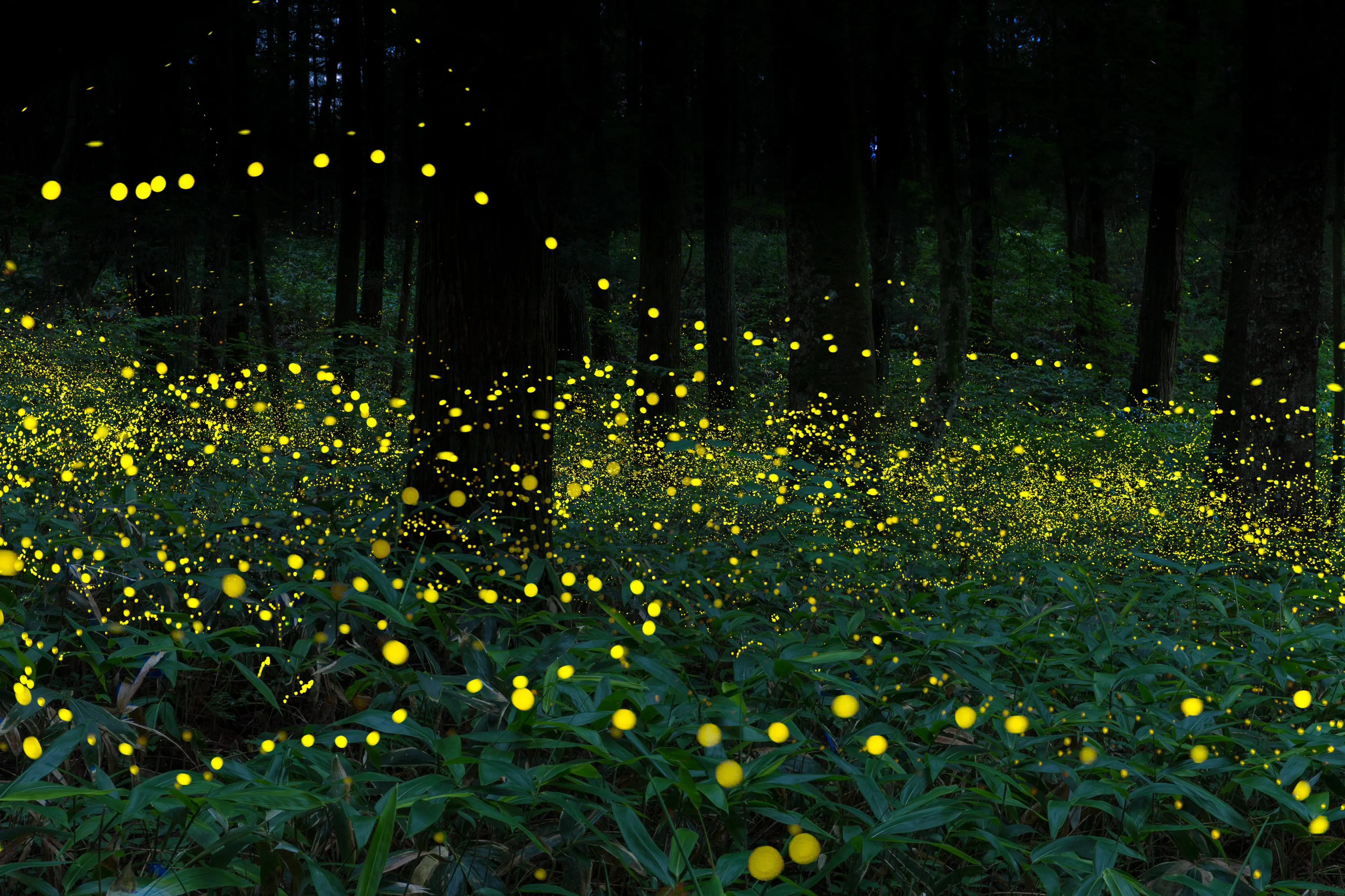 Lightning Bug Photo | Skylum Blog