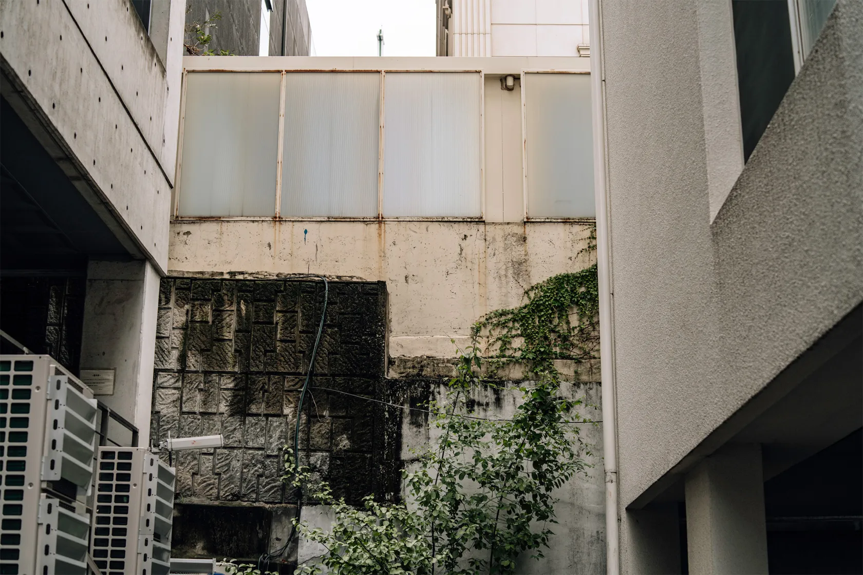 View of an Ivy-Covered Abandoned Building | Skylum Blog