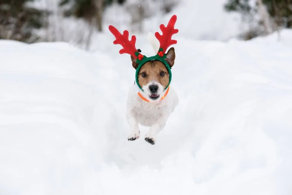 Dog Dressed in Reindeer Antlers in the Middle of Winter | Skylum Blog
