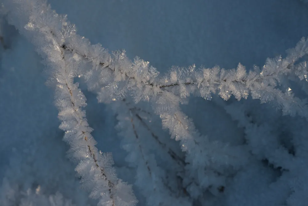 Photo of a Branch with Frozen Ice Before Processing | Skylum Blog