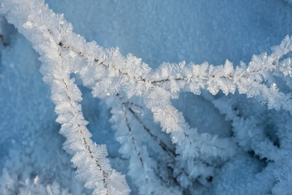 Photo of a Branch with Frozen Ice After Processing | Skylum Blog