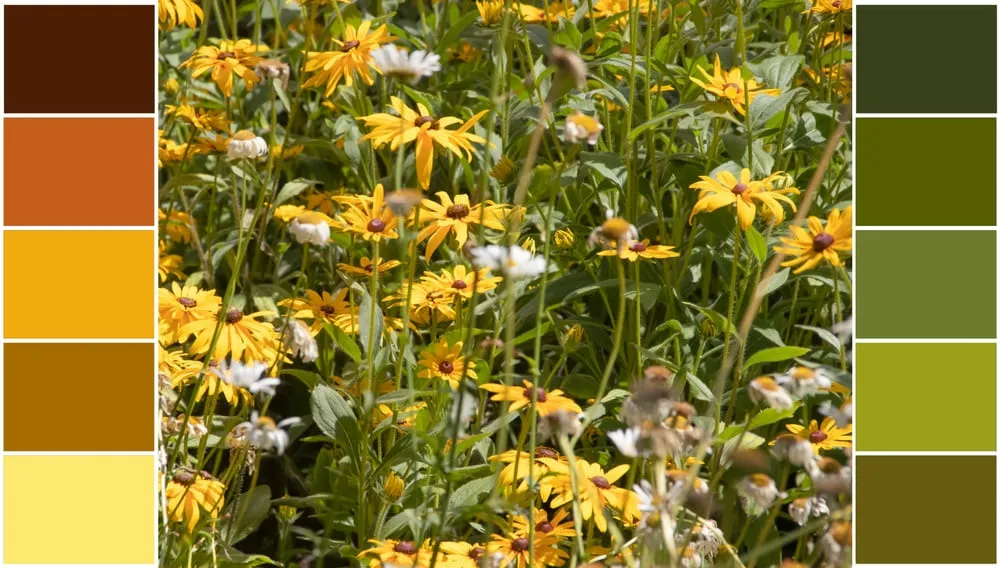 Using Similar Colors in Photography | Skylum Blog