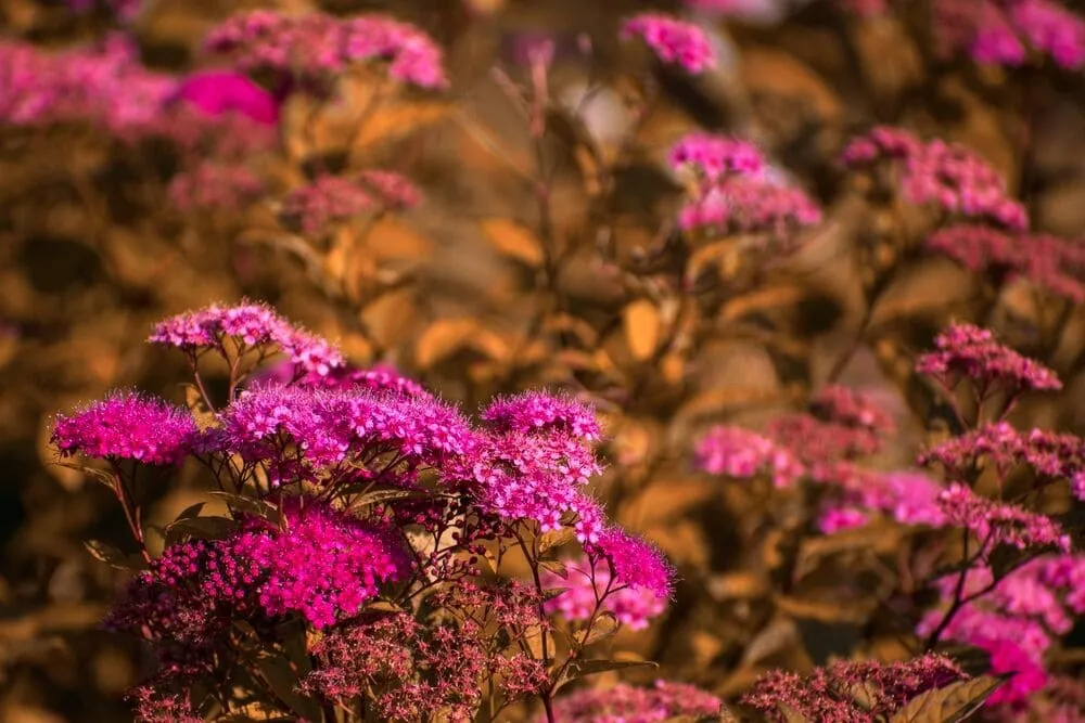 Oversaturated Single-Colored Photo | Skylum Blog