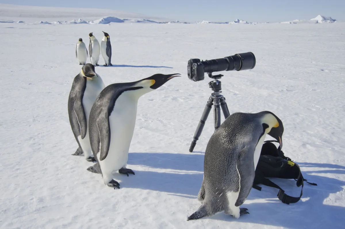 Penguins stare at camera | Skylum Blog