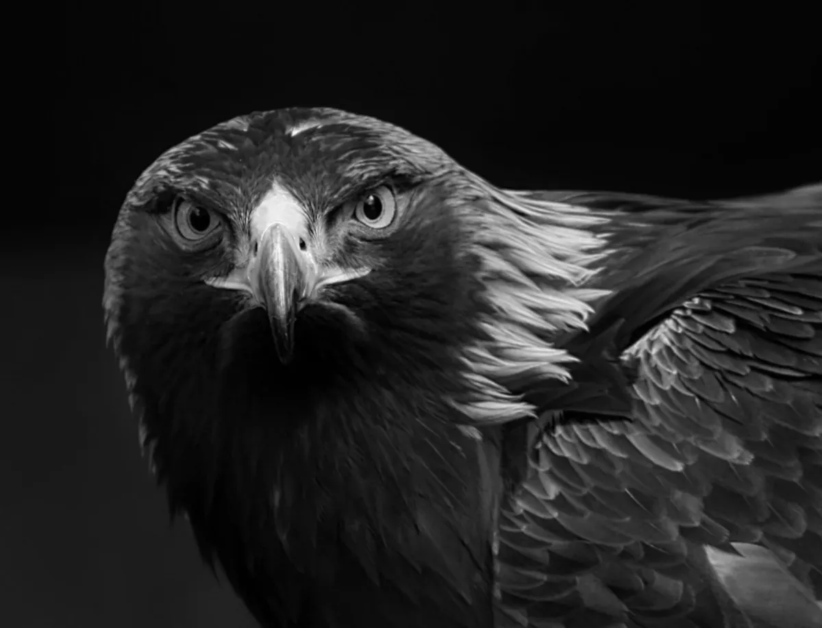 Photo portrait of a bird black and white | Skylum Blog