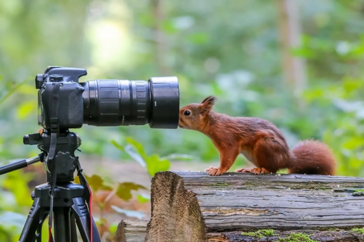 Squirrel in the camera | Skylum Blog