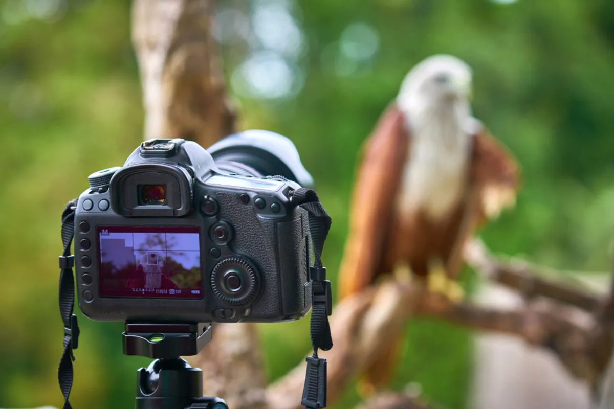 Camera and eagle | Skylum Blog
