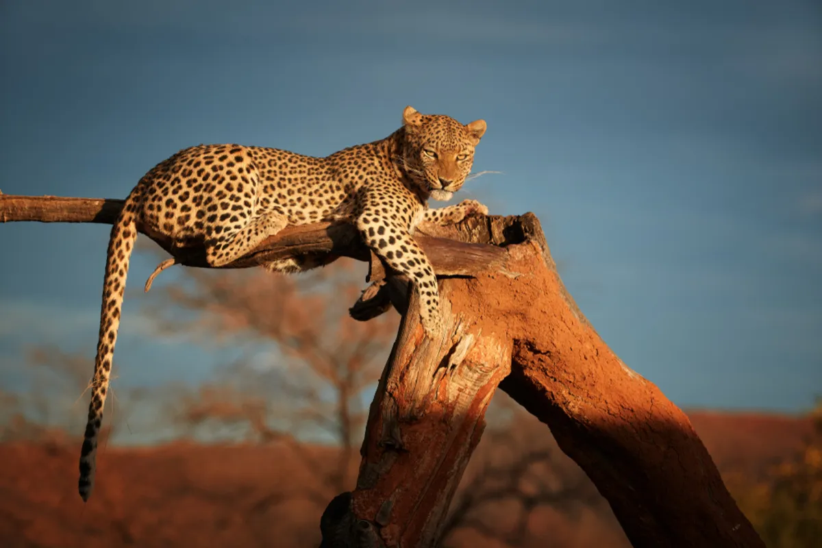 Photo of a cheetah in the sun | Skylum Blog