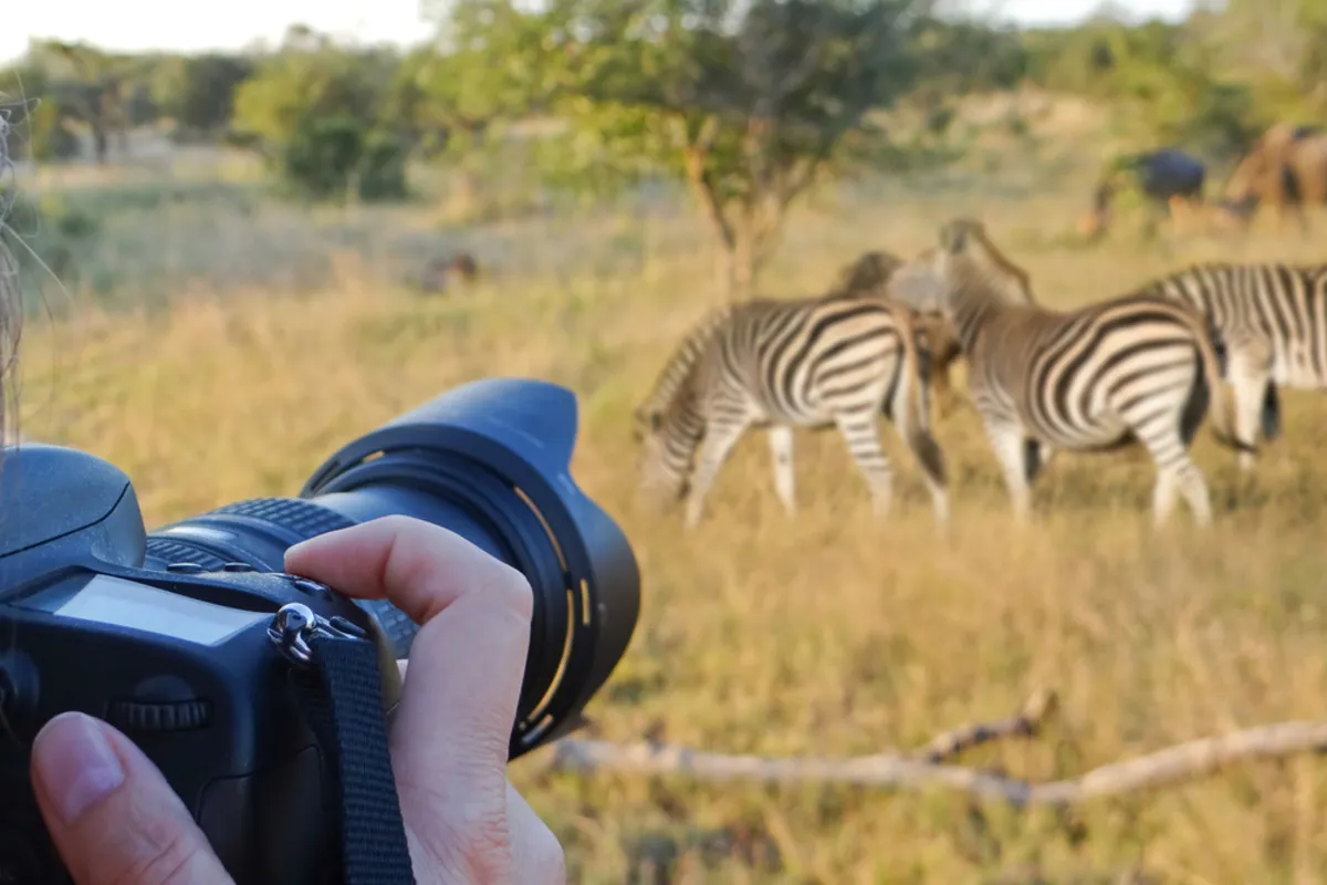 Photographer takes a photo of zebras | Skylum Blog