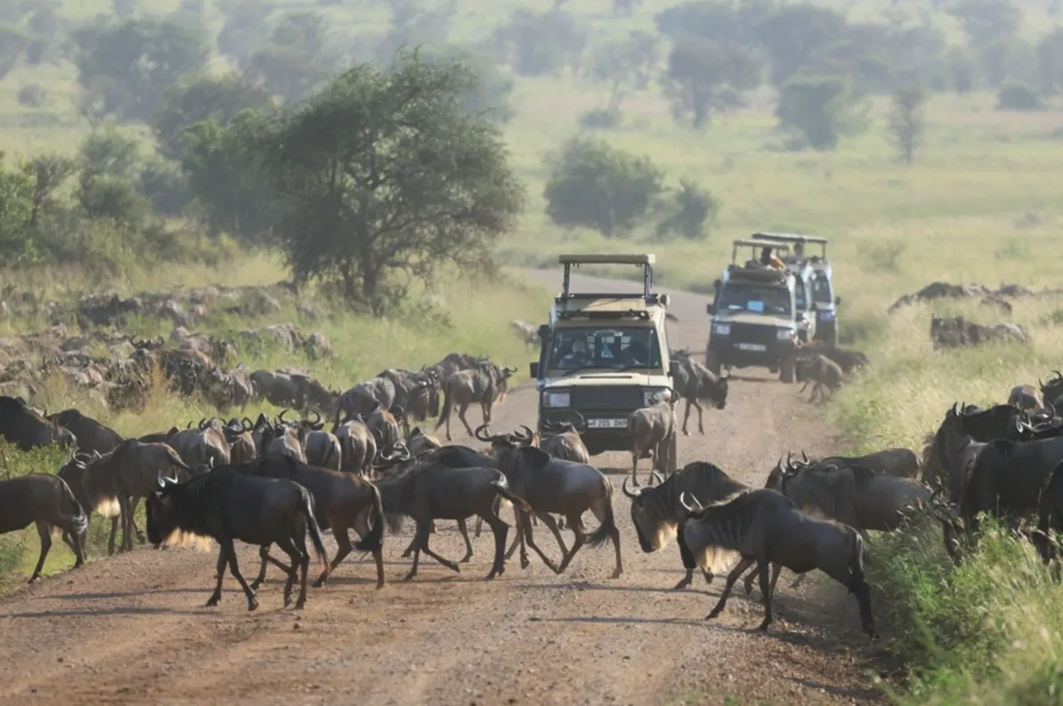 Safari and the Great Migration in Kenya | Skylum Blog