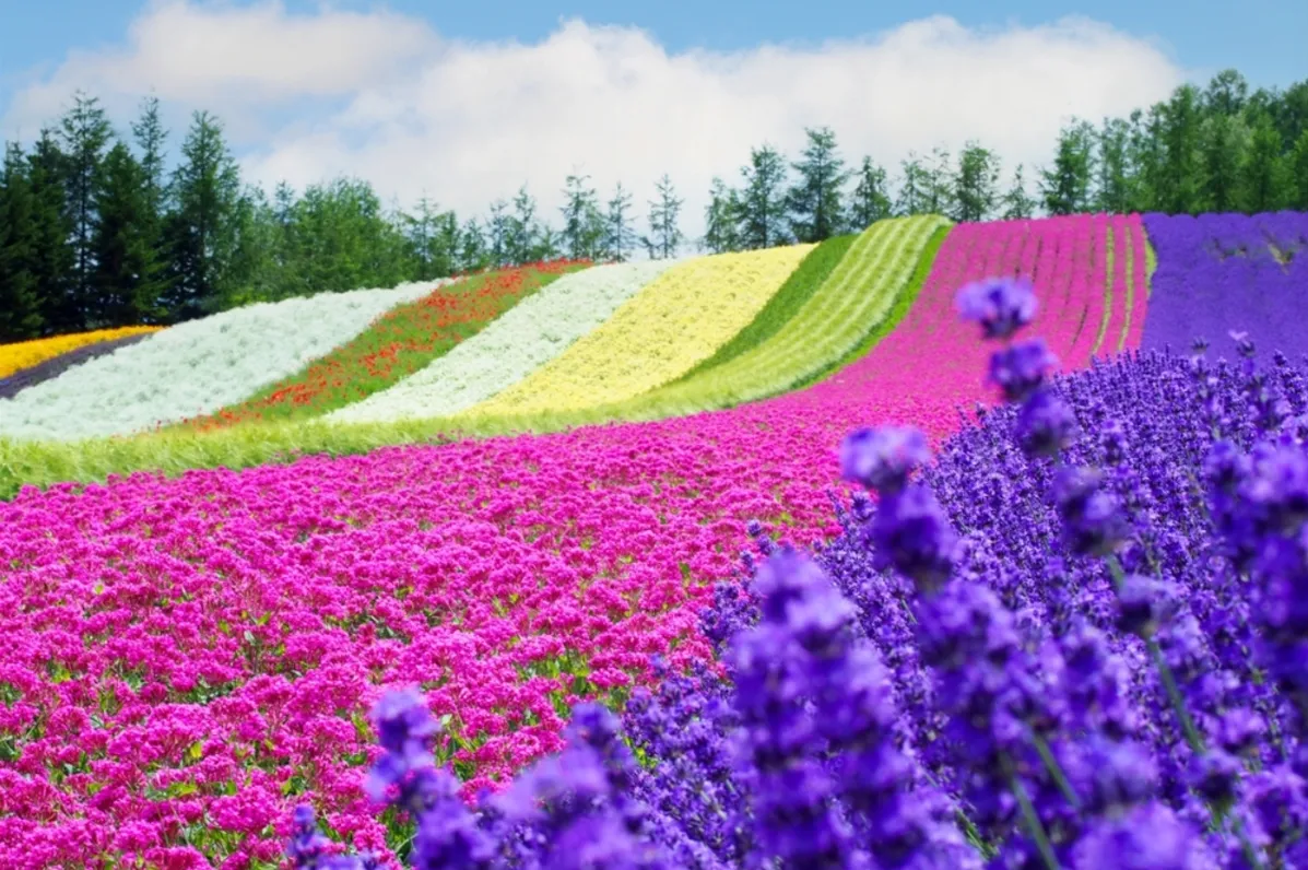 Lavender fields in Furano | Skylum Blog