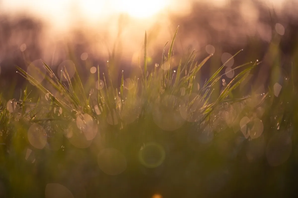 Makrofotografia trawy z efektem bokeh | Skylum Blog