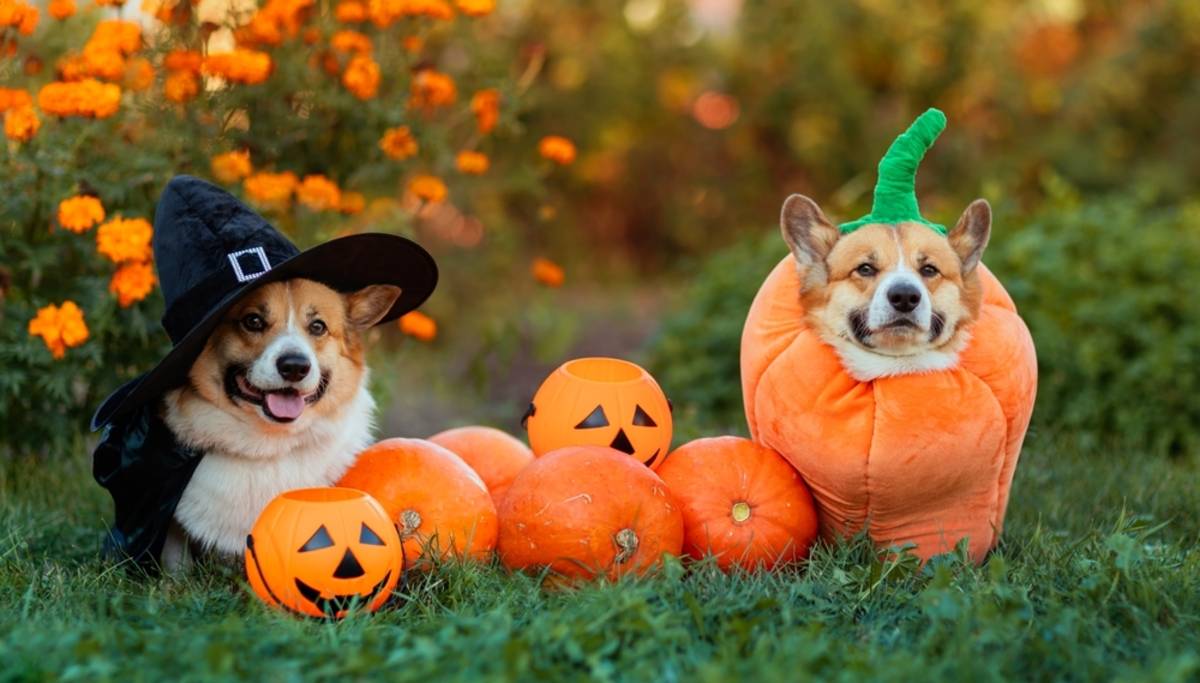 Pets wearing Halloween costumes beside pumpkins outdoors | Skylum Blog

