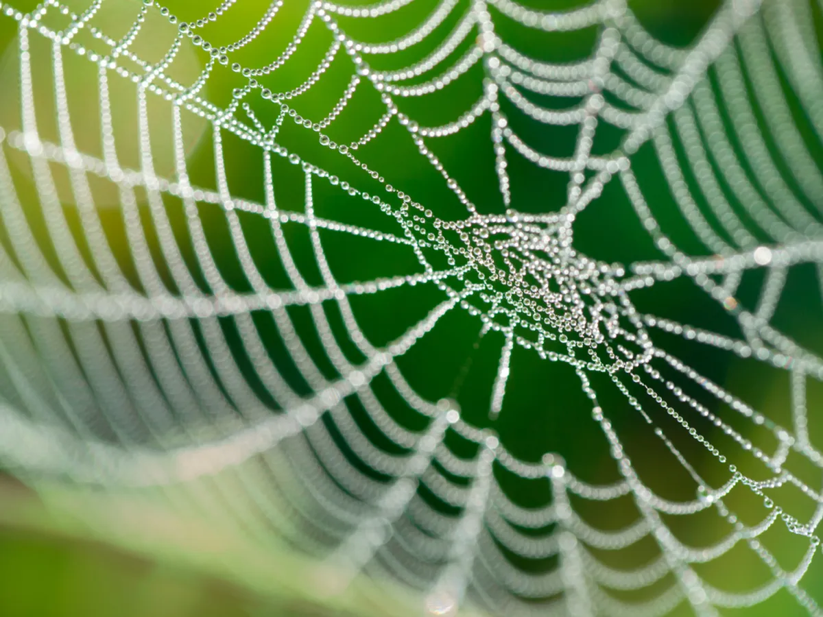 Macro photo of a spider web | Skylum Blog