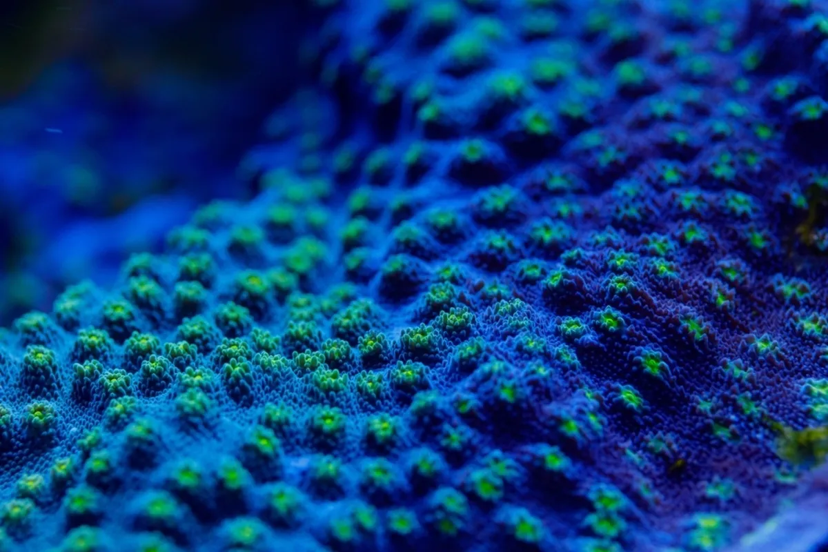 Makrofotografia morskich polipów koralowych | Skylum Blog