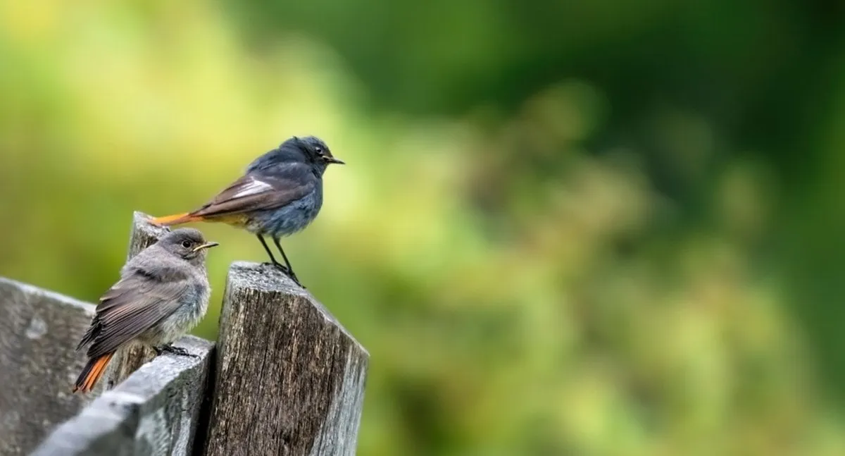 Bird photography using the rule of thirds | Skylum Blog