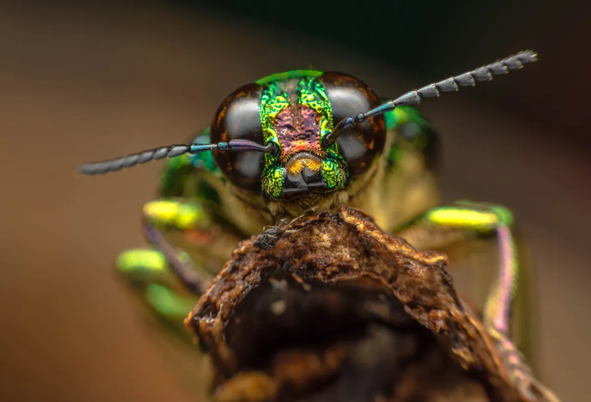 Macro photo of an insect | Skylum Blog