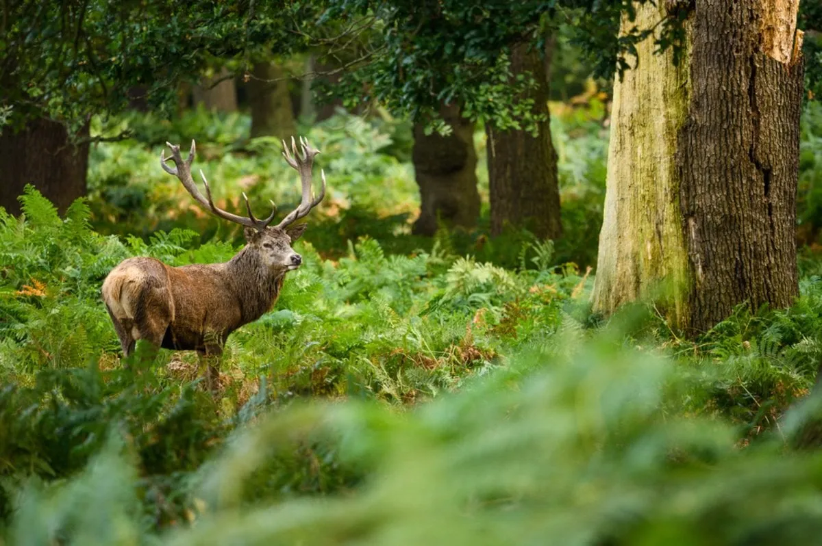 Photo of a deer in the forest using the rule of thirds | Skylum Blog