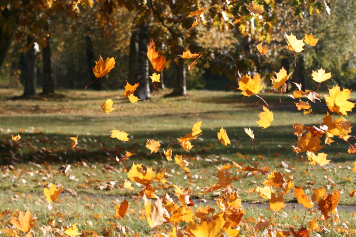 Autumn leaves are blown by the wind | Skylum Blog