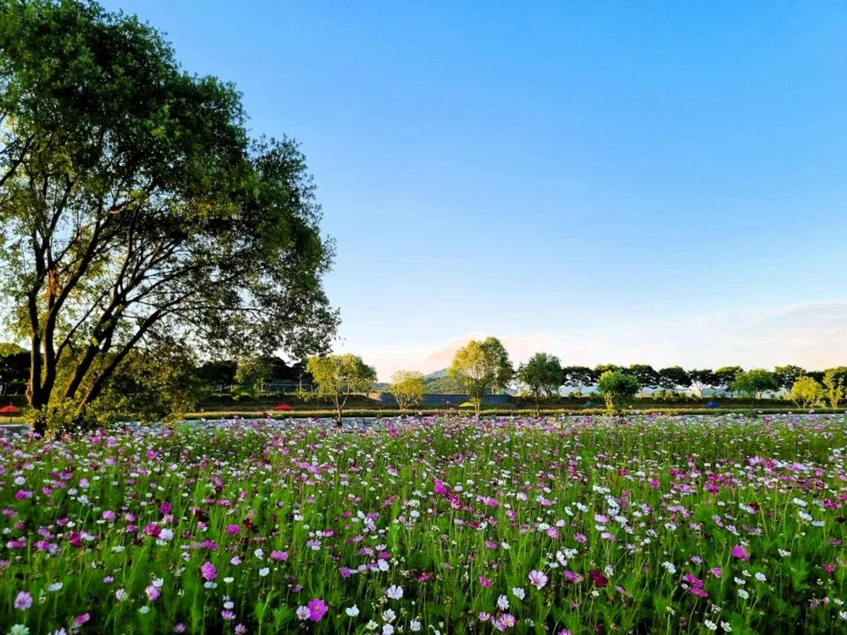 Beautiful flower field | Skylum Blog