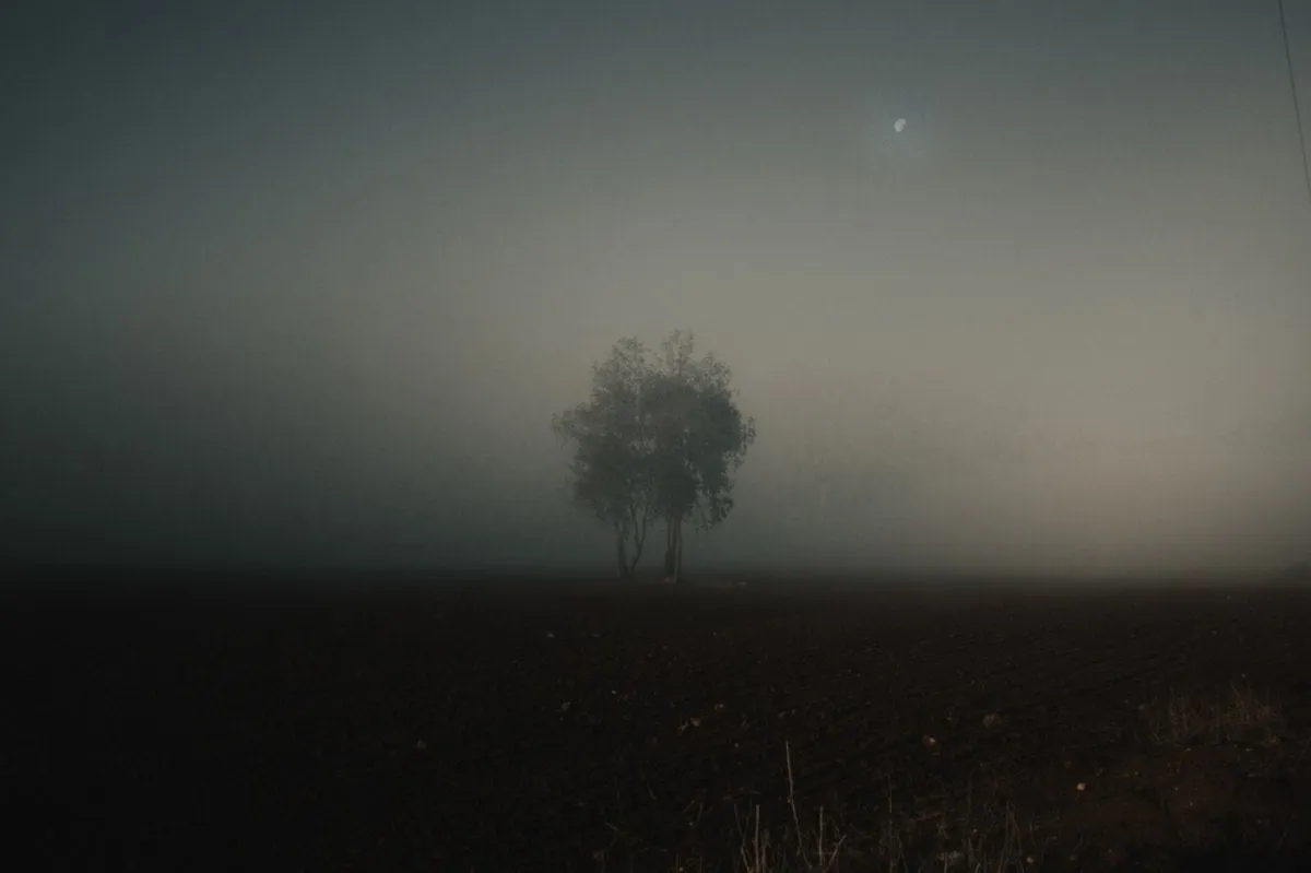 Tree in the fog | Skylum Blog