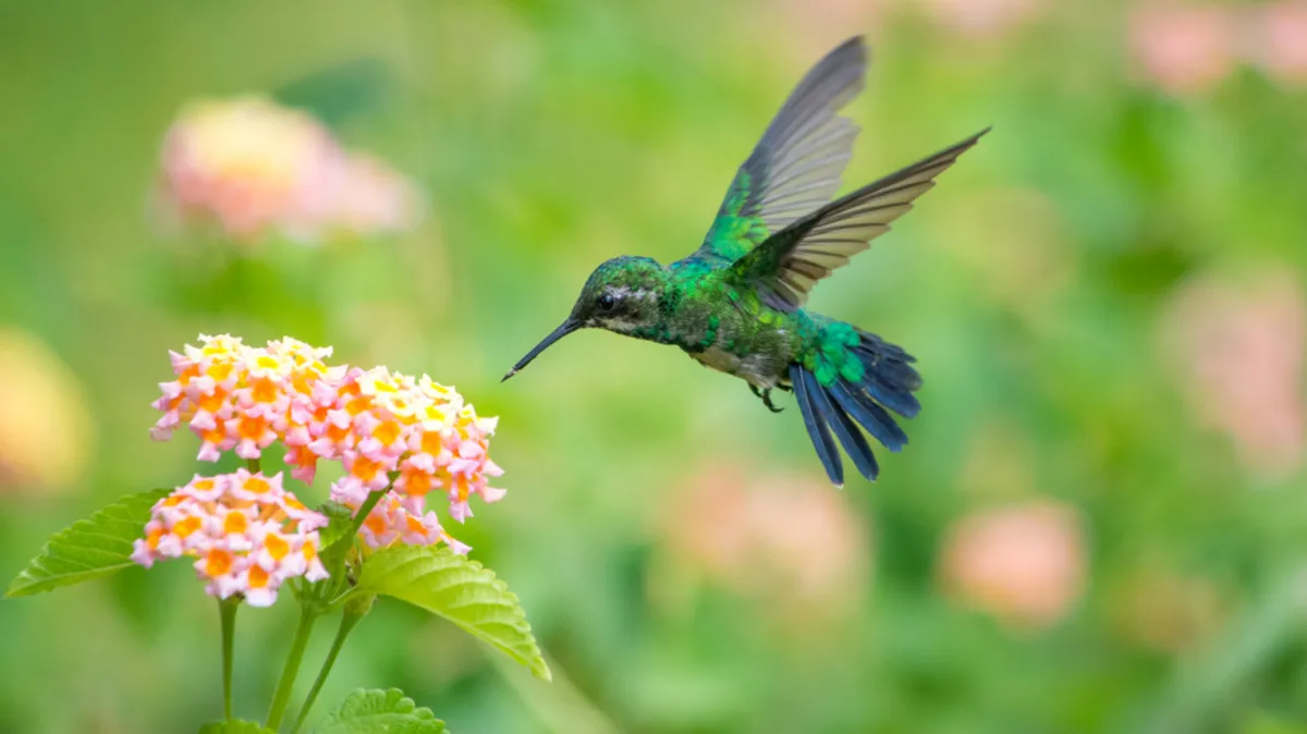 Hummingbird in flight | Skylum Blog